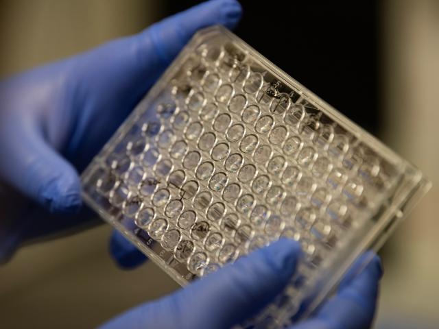 Hands holding a tray of bovine cells in the Integrative Center for Alternative Meat and Protein (iCAMP) lab.